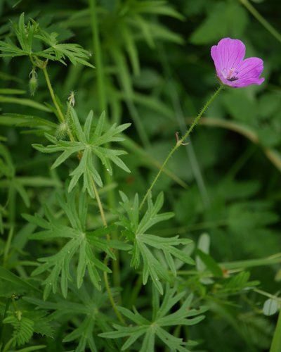 Bloody Crane's-bill