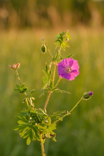 Bloody Crane's-bill