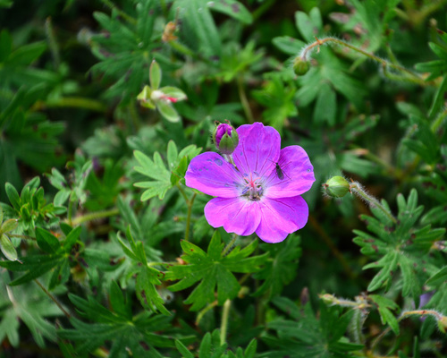 Bloody Crane's-bill
