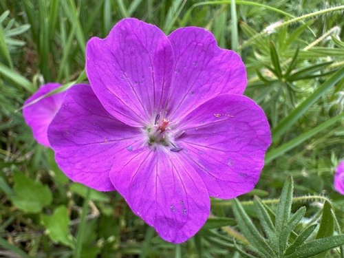 Bloody Crane's-bill