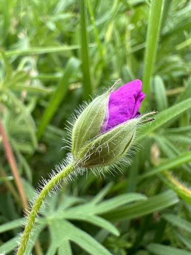 Bloody Crane's-bill