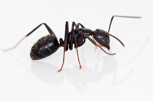 Eastern Black Carpenter Ant