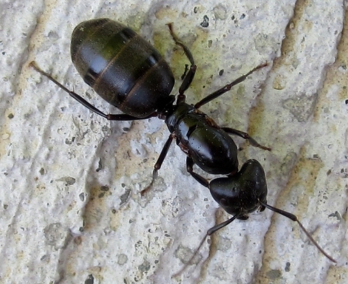 Eastern Black Carpenter Ant