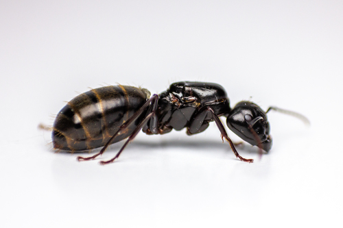 Eastern Black Carpenter Ant