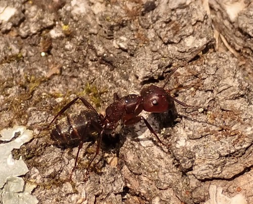 Eastern Black Carpenter Ant