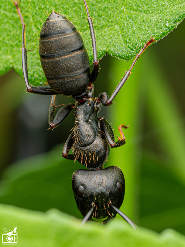 Eastern Black Carpenter Ant