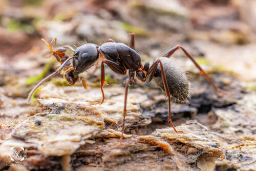 Eastern Black Carpenter Ant