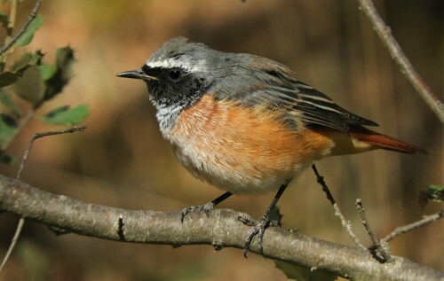 Common Redstart