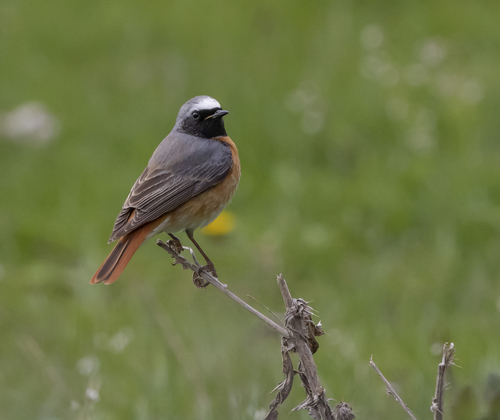 Common Redstart