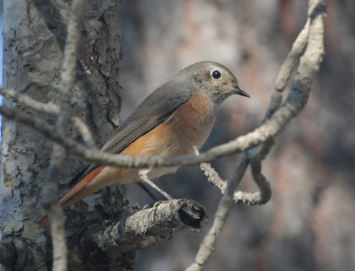Common Redstart