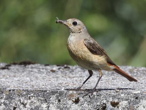 Common Redstart