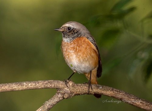 Common Redstart