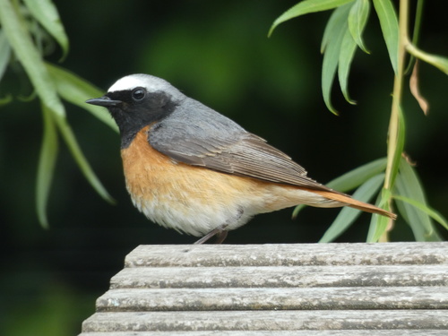 Common Redstart