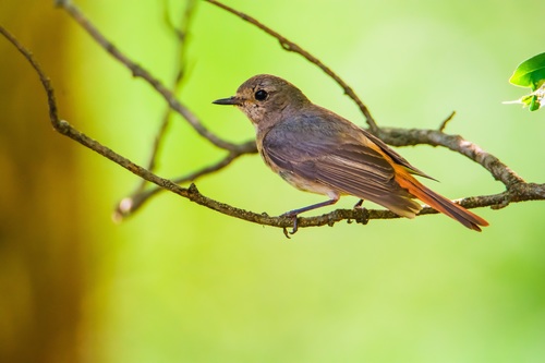 Common Redstart