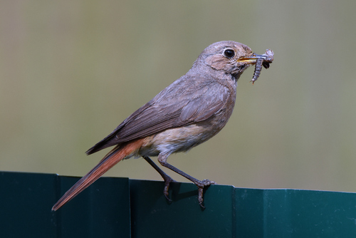 Common Redstart
