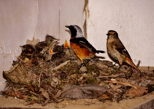 Daurian Redstart | Native Nature