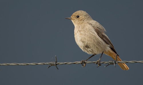 Black Redstart
