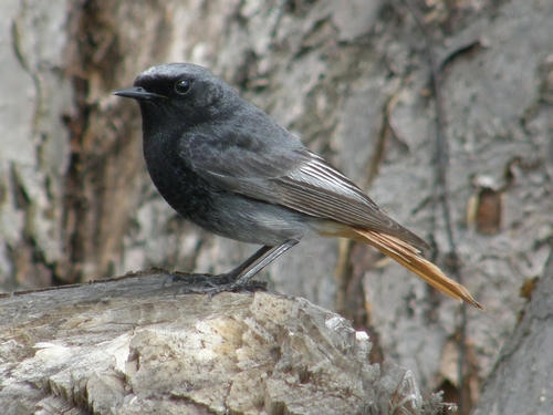 Black Redstart