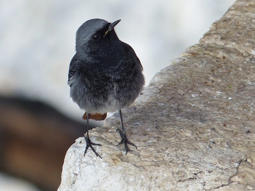 Black Redstart