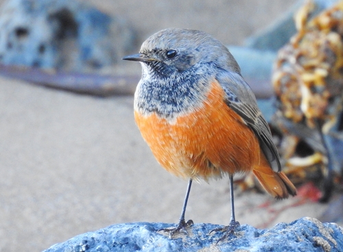 Black Redstart