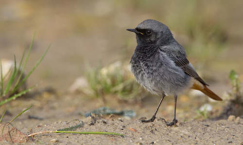 Black Redstart