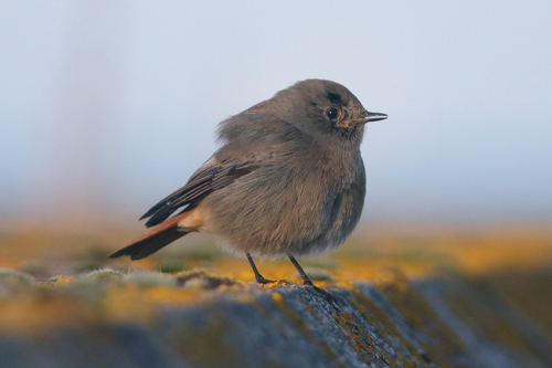 Black Redstart