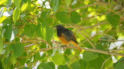 Black Redstart