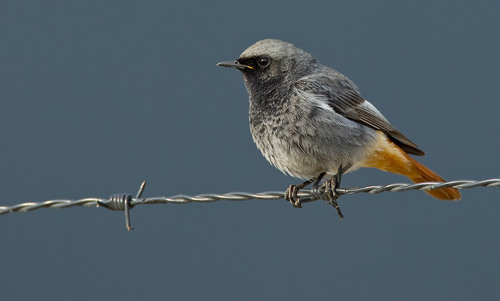 Black Redstart