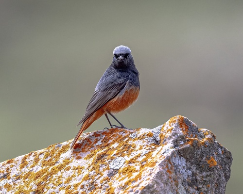 Black Redstart