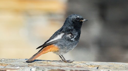Black Redstart