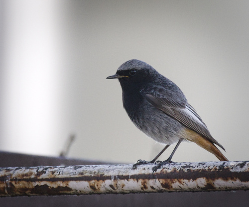 Black Redstart