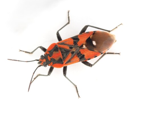 Indian Milkweed Bug