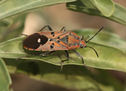 Indian Milkweed Bug