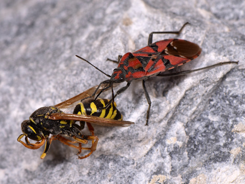 Indian Milkweed Bug