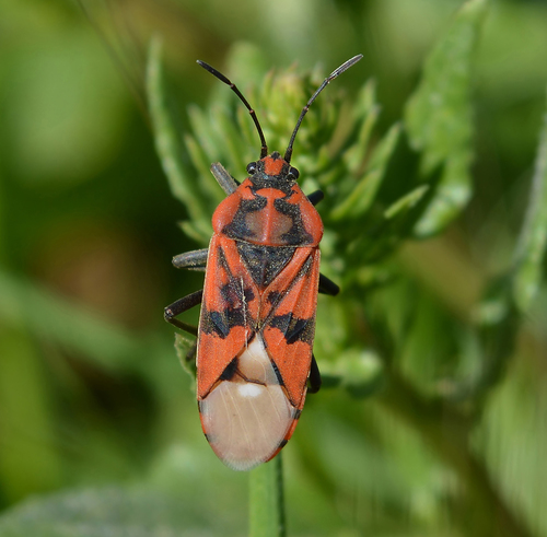Indian Milkweed Bug