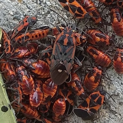 Indian Milkweed Bug