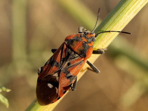 Indian Milkweed Bug