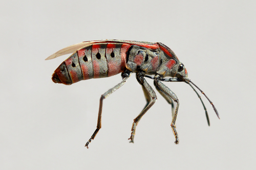 Indian Milkweed Bug
