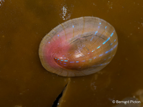 Patella Limpets