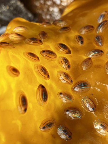 Patella Limpets