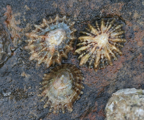 Patella Limpets