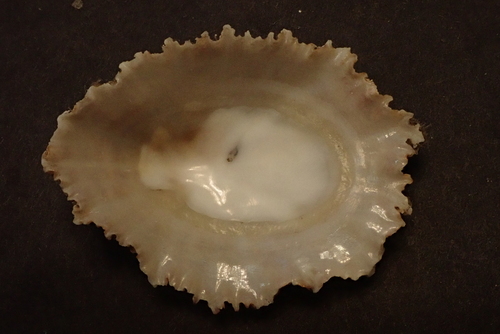 Patella Limpets