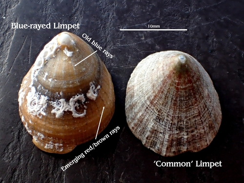 Patella Limpets