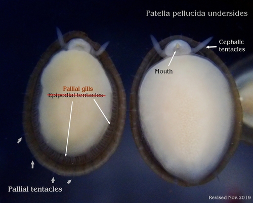 Patella Limpets