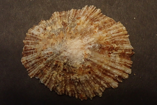 Patella Limpets