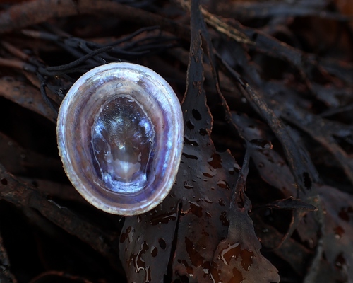 Patella Limpets