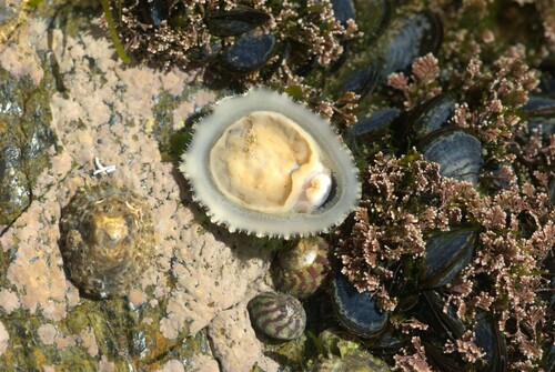 Patella Limpets
