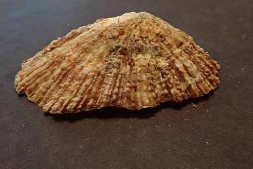 Patella Limpets