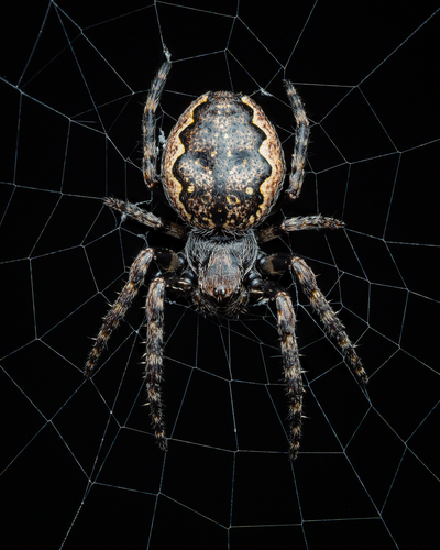 Walnut Orbweaver