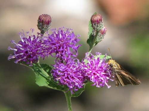 Western Ironweed
